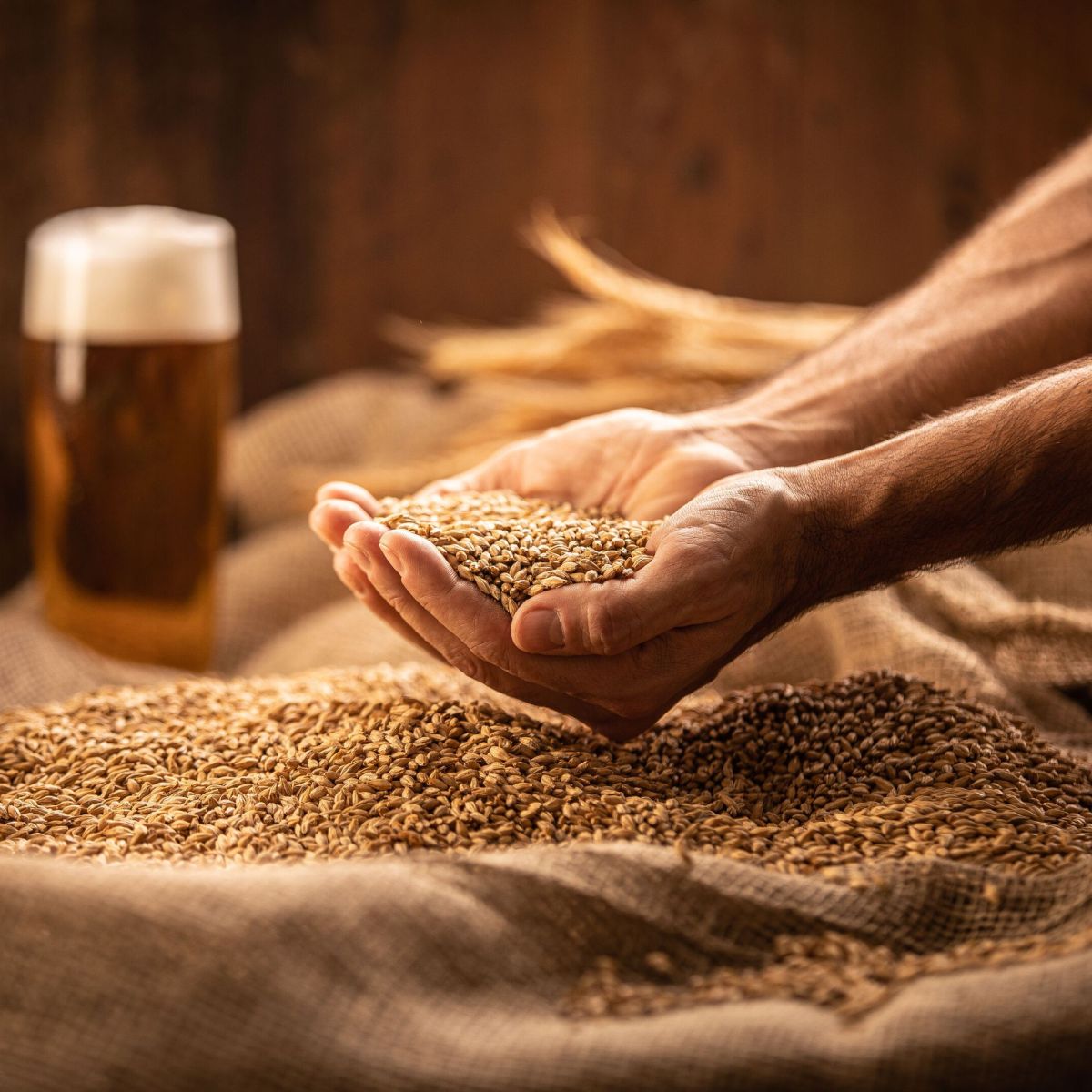 Vai trò của Malt trong Bia – Linh hồn của Hương Vị